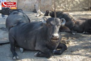 kutch bhuj sarada village water issue buffalo baby death