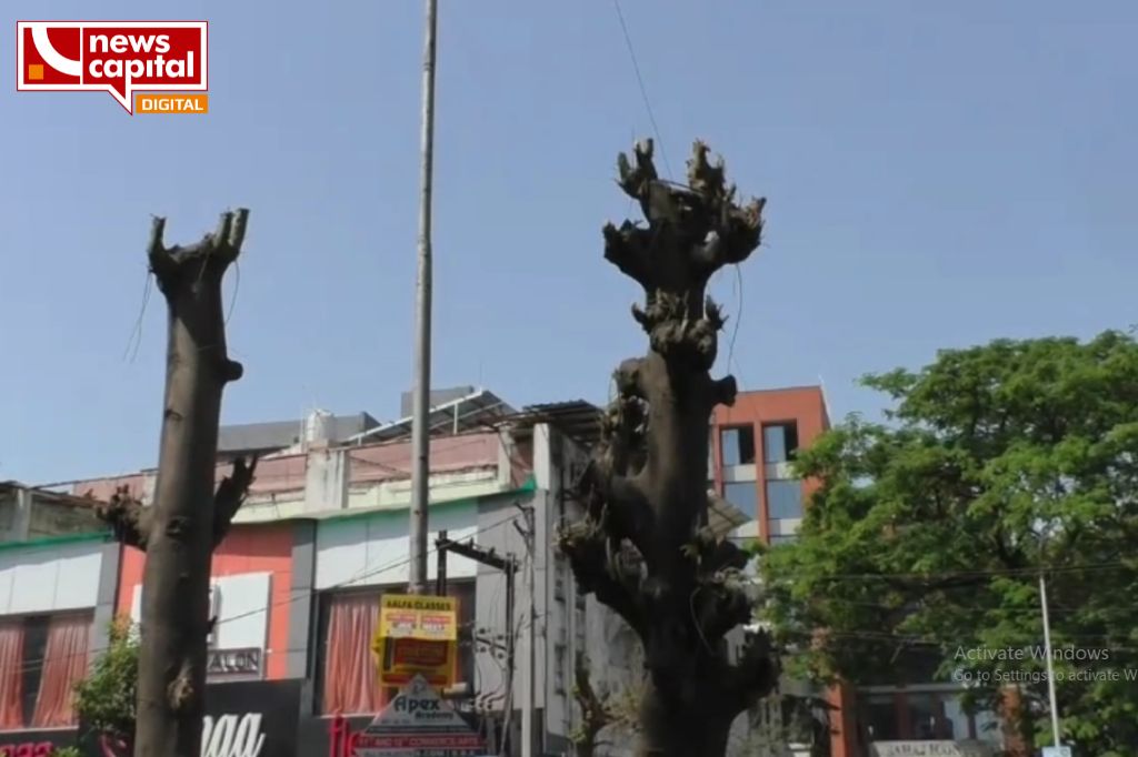 surat municipal corporation cut 150 trees Outrage among environmentalists