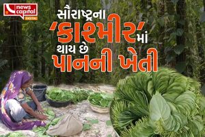 gir somnath chorvad nagarvel pan farming all details