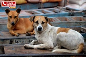 vadodara 1.20 crore annual budget for dog culling yet torture persists