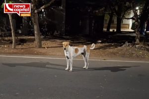 nadiad street dog bite more than 40 people in 6 hours