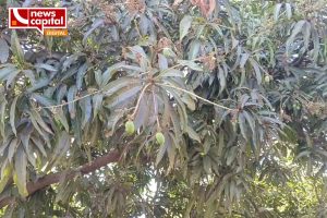 Gir somnath mango kesar keri less flowering damaged by bad weather