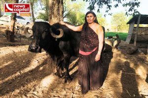 banaskantha buffalo 28 litre milk everyday Banas Dairy honors animal husbandry