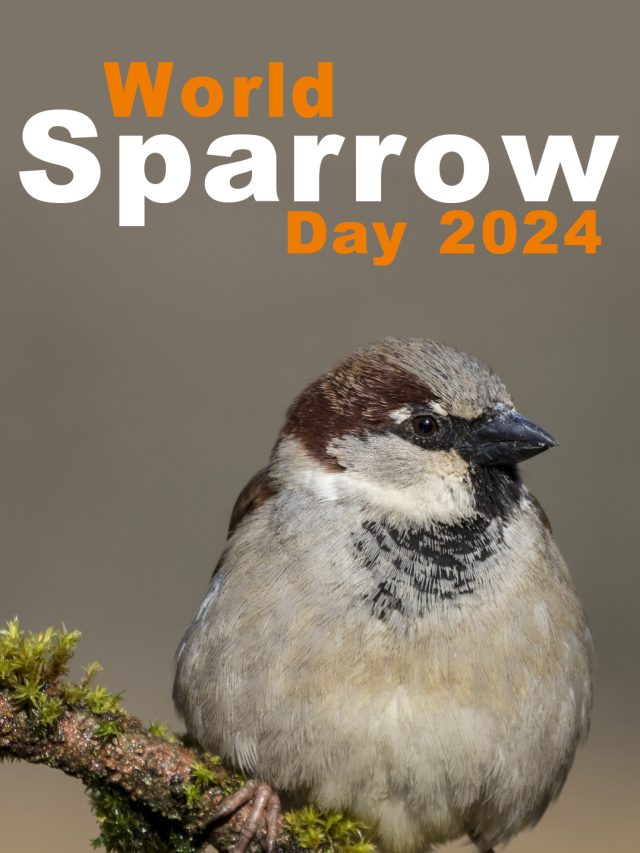 World Sparrow Day 2024