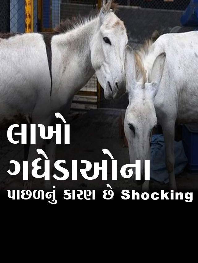 લાખો ગધેડાઓના મરવા પાછળનું કારણ છે Shocking_Thumb copy