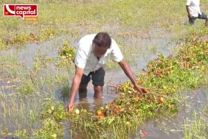 anand tarapur tol village canal overflow 200 vigha crop destroyed