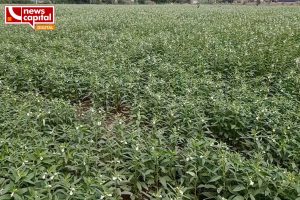 junagadh Planting summer crops advice from Agricultural University