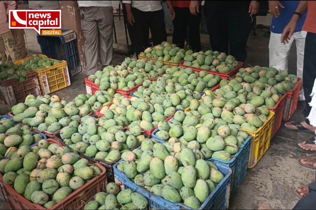 navsari kesar mango price around 1800 farmers happy