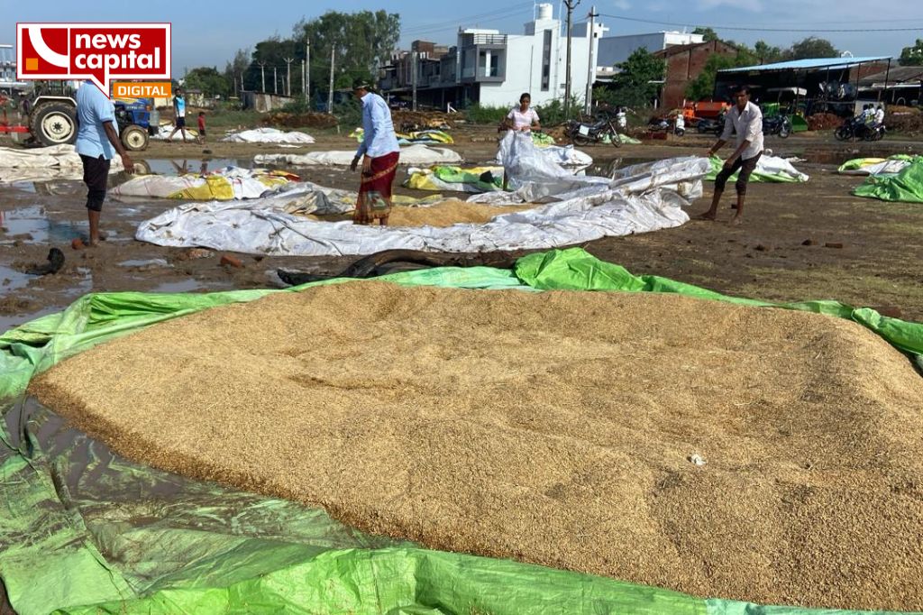 surat olpad syadla naghoi village farmers all crops were destroyed due to unseasonal rain