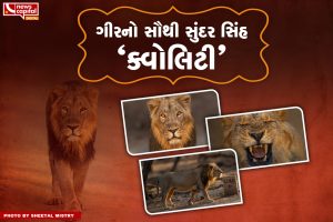 Quality most beautiful lion of gir